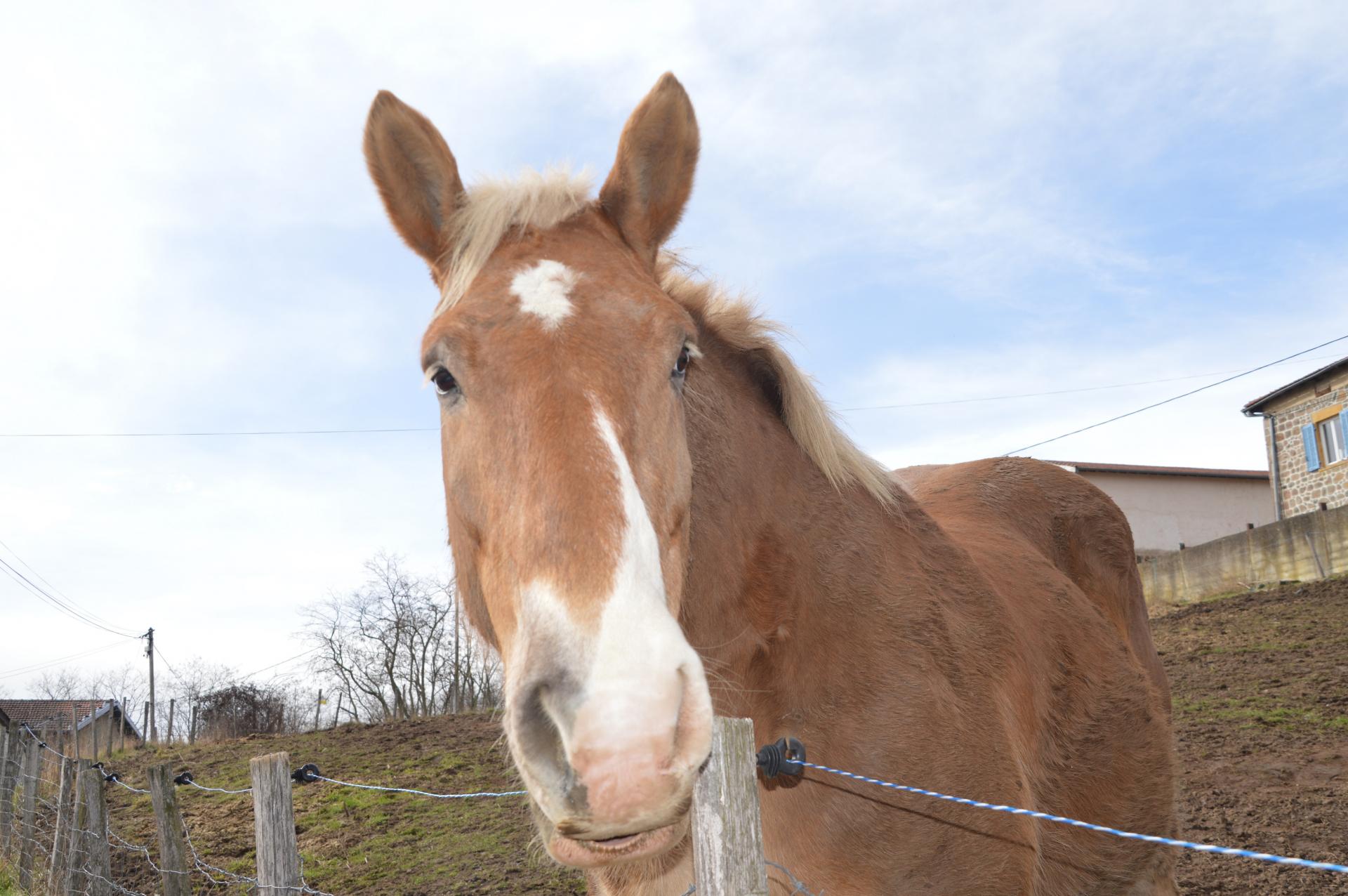 La mascotte de ce Dimanche