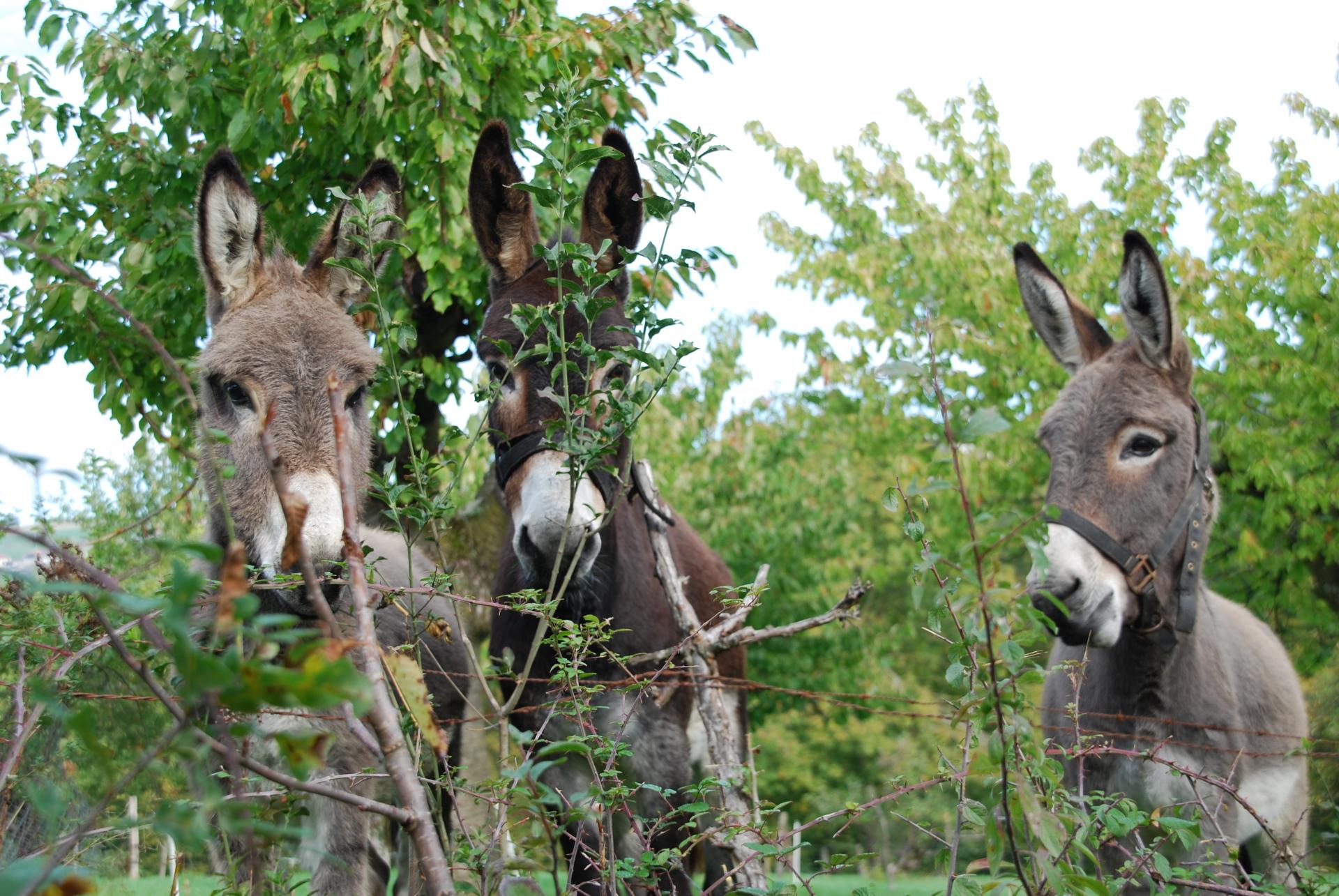 Les curieux