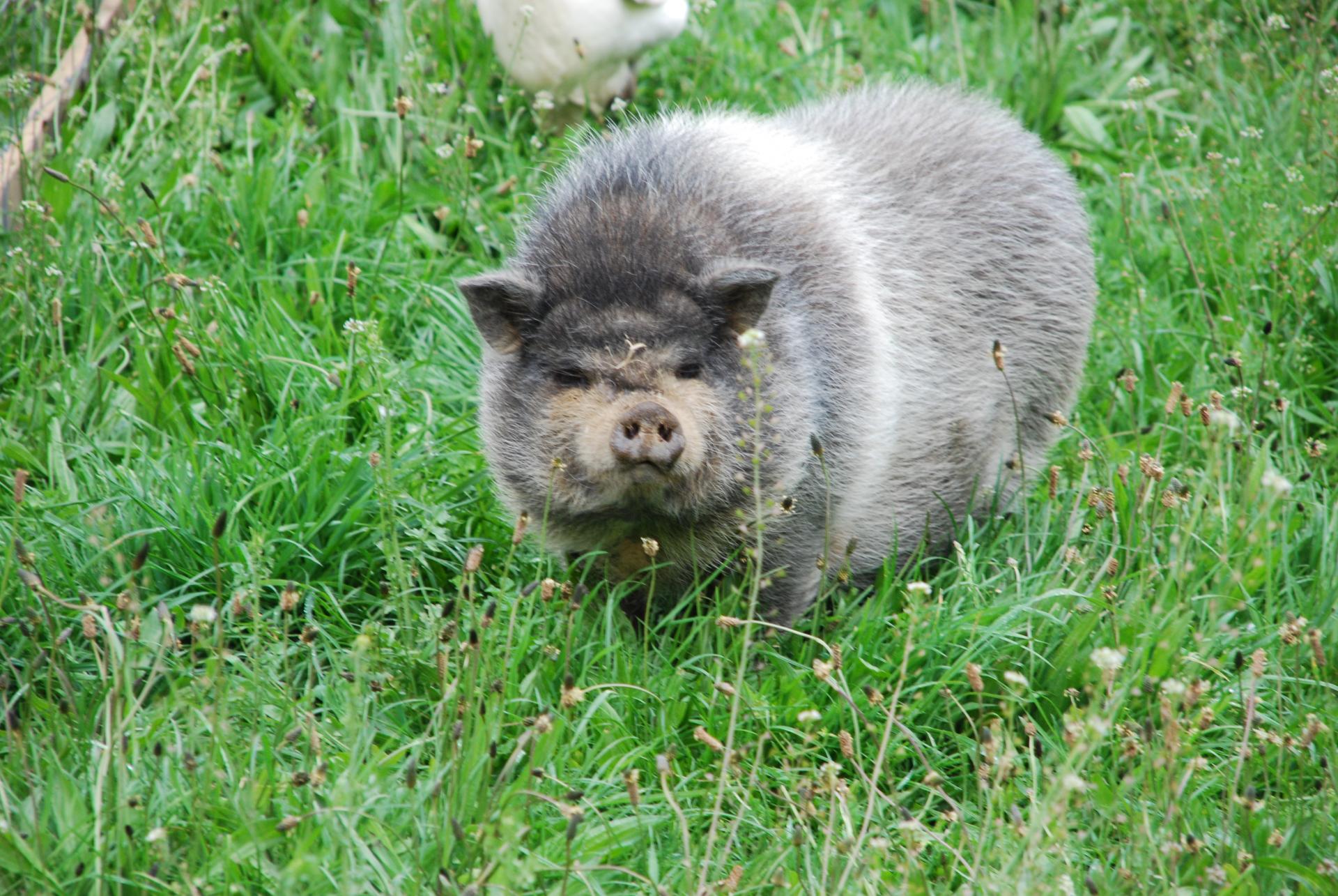 La mascotte du jour