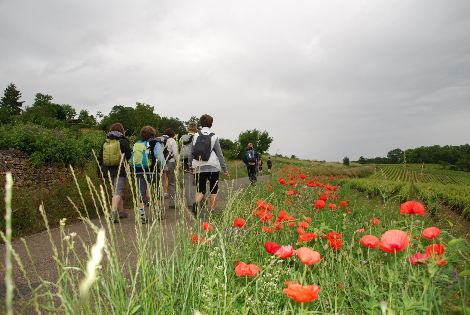 Qu'ils sont jolis ces coquelicots