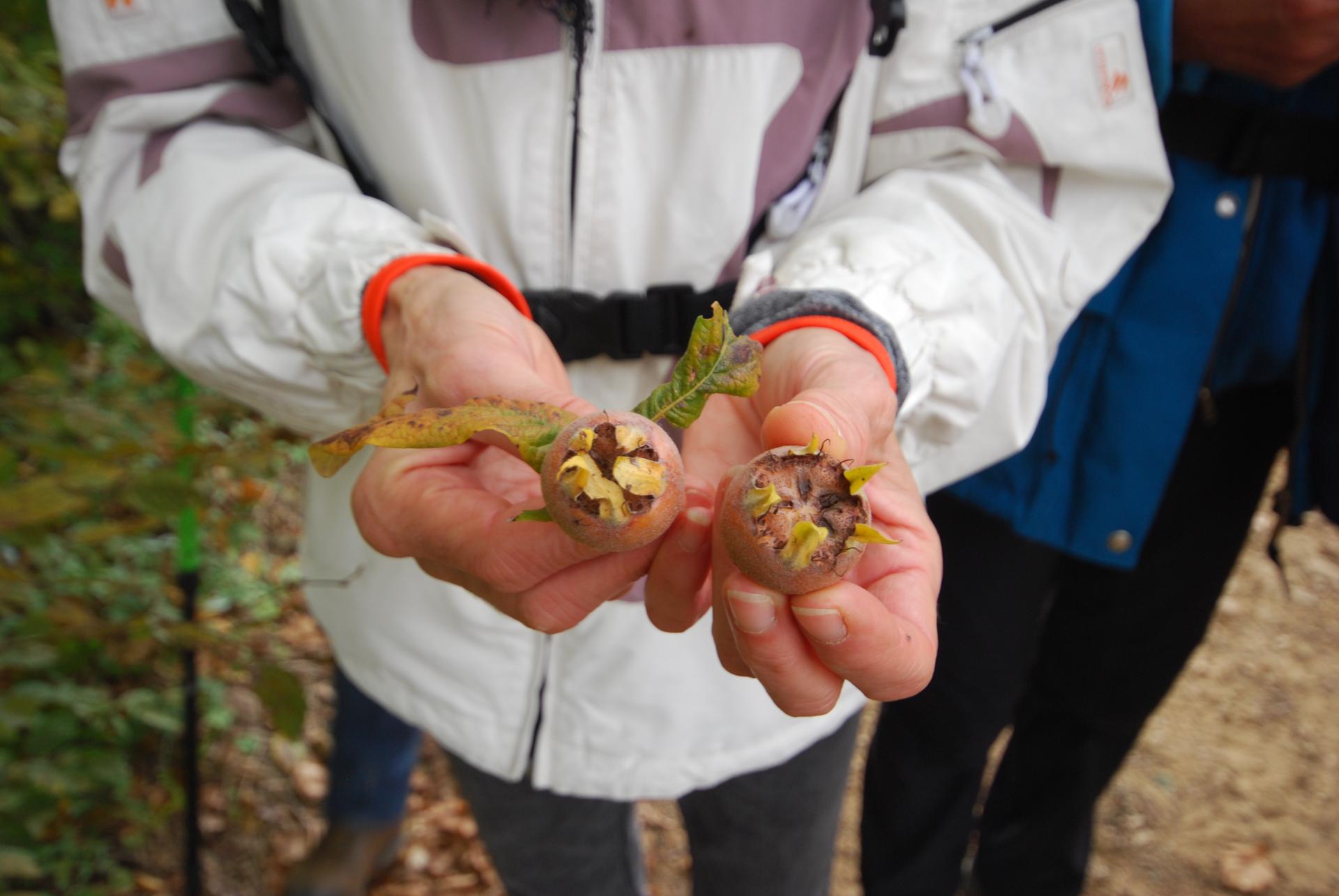 Petit fruit bizarre de l'hiver le Nèflier