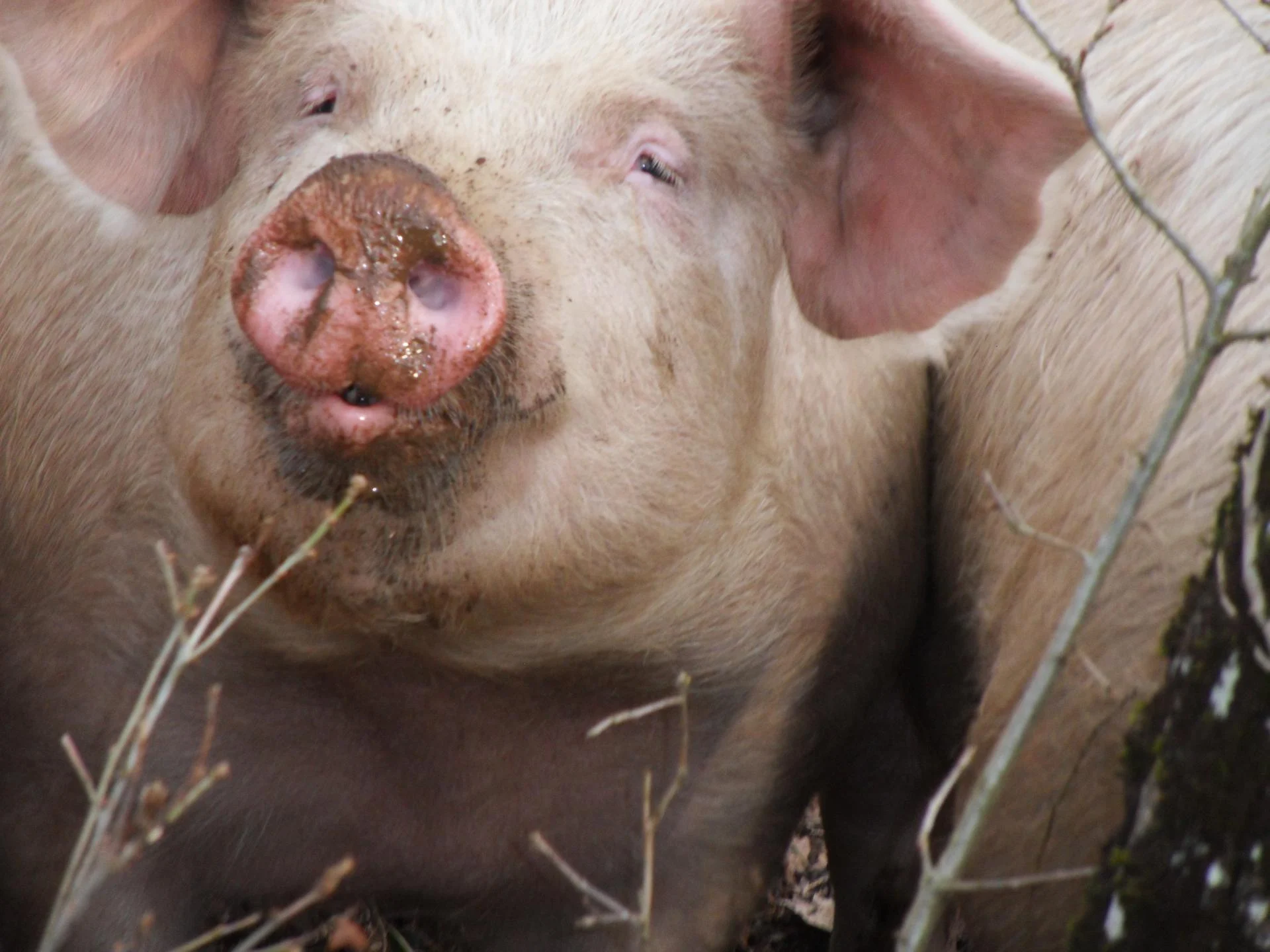 Nos copains du jour.